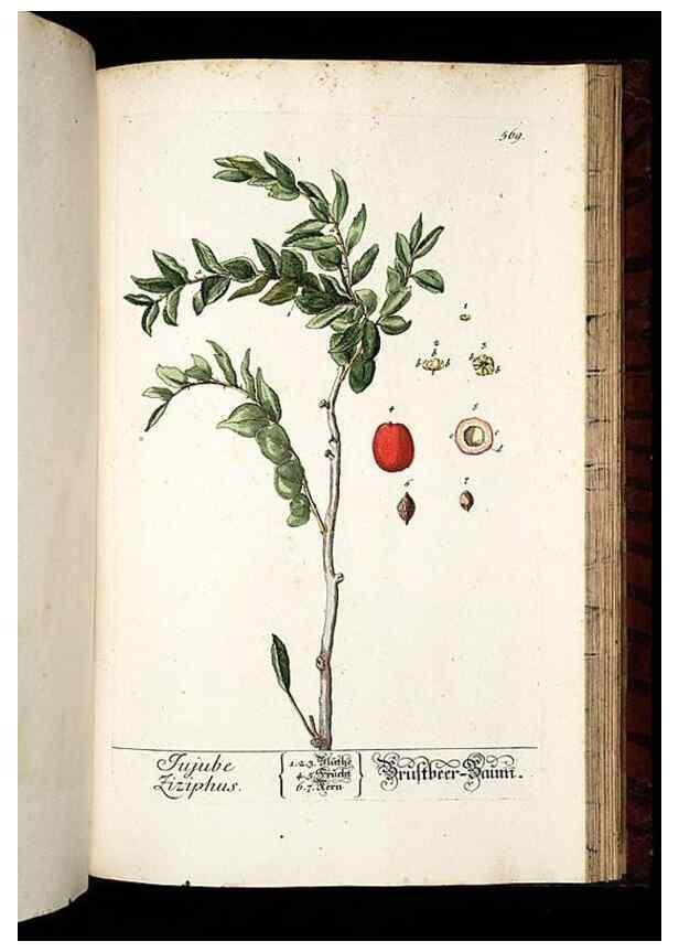 Reproducción/Reproduction 8430076202: Herbarium Blackwellianum emendatum et auctum, id est, Elisabethae Blackwell collectio stirpium. Norimbergae : Typis Io. Iosephi Fleischmanni, 1750-1773.