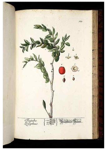 Reproducción/Reproduction 8430076202: Herbarium Blackwellianum emendatum et auctum, id est, Elisabethae Blackwell collectio stirpium. Norimbergae : Typis Io. Iosephi Fleischmanni, 1750-1773.