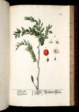 Reproducción/Reproduction 8430076202: Herbarium Blackwellianum emendatum et auctum, id est, Elisabethae Blackwell collectio stirpium. Norimbergae : Typis Io. Iosephi Fleischmanni, 1750-1773.