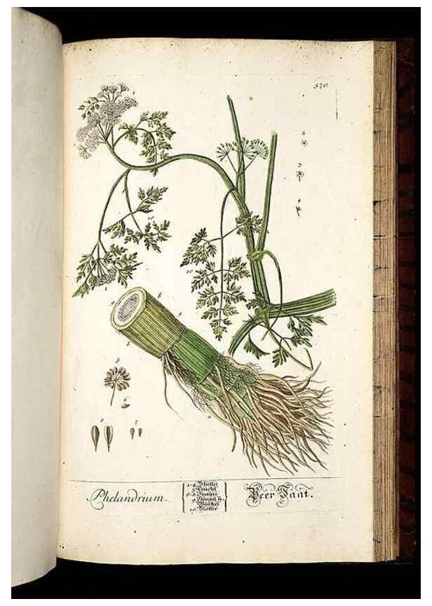 Reproducción/Reproduction 8428988429: Herbarium Blackwellianum emendatum et auctum, id est, Elisabethae Blackwell collectio stirpium. Norimbergae : Typis Io. Iosephi Fleischmanni, 1750-1773.