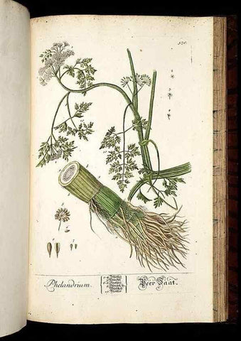 Reproducción/Reproduction 8428988429: Herbarium Blackwellianum emendatum et auctum, id est, Elisabethae Blackwell collectio stirpium. Norimbergae : Typis Io. Iosephi Fleischmanni, 1750-1773.