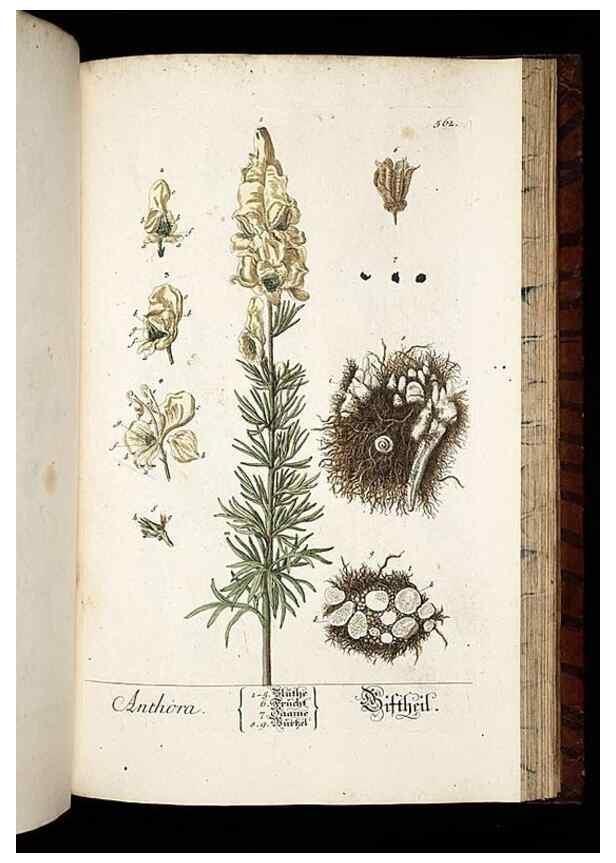 Reproducción/Reproduction 8430074812: Herbarium Blackwellianum emendatum et auctum, id est, Elisabethae Blackwell collectio stirpium. Norimbergae : Typis Io. Iosephi Fleischmanni, 1750-1773.