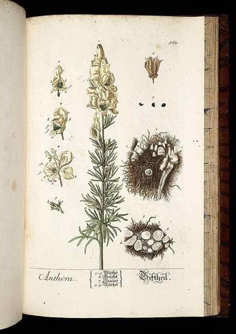 Reproducción/Reproduction 8430074812: Herbarium Blackwellianum emendatum et auctum, id est, Elisabethae Blackwell collectio stirpium. Norimbergae : Typis Io. Iosephi Fleischmanni, 1750-1773.