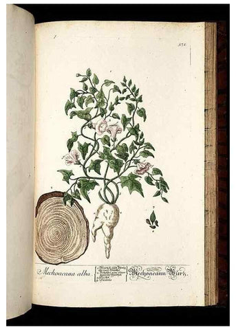 Reproducción/Reproduction 8428988685: Herbarium Blackwellianum emendatum et auctum, id est, Elisabethae Blackwell collectio stirpium. Norimbergae : Typis Io. Iosephi Fleischmanni, 1750-1773.