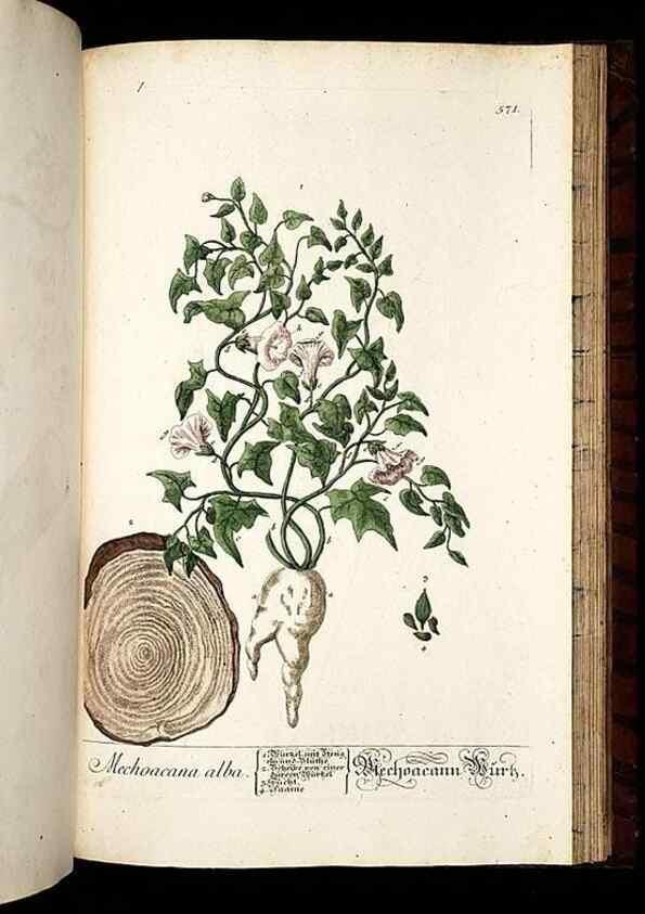 Reproducción/Reproduction 8428988685: Herbarium Blackwellianum emendatum et auctum, id est, Elisabethae Blackwell collectio stirpium. Norimbergae : Typis Io. Iosephi Fleischmanni, 1750-1773.