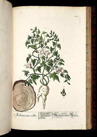 Reproducción/Reproduction 8428988685: Herbarium Blackwellianum emendatum et auctum, id est, Elisabethae Blackwell collectio stirpium. Norimbergae : Typis Io. Iosephi Fleischmanni, 1750-1773.