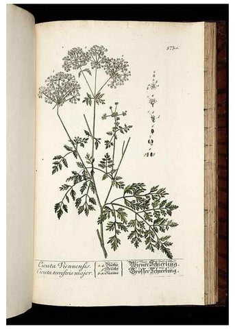 Reproducción/Reproduction 8430077050: Herbarium Blackwellianum emendatum et auctum, id est, Elisabethae Blackwell collectio stirpium. Norimbergae : Typis Io. Iosephi Fleischmanni, 1750-1773.