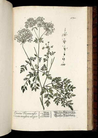 Reproducción/Reproduction 8430077050: Herbarium Blackwellianum emendatum et auctum, id est, Elisabethae Blackwell collectio stirpium. Norimbergae : Typis Io. Iosephi Fleischmanni, 1750-1773.