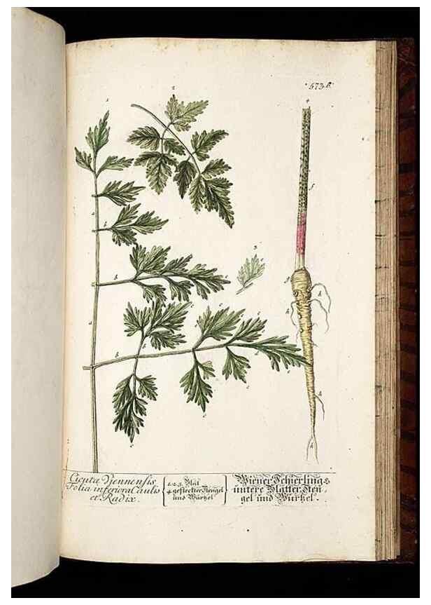 Reproducción/Reproduction 8430077226: Herbarium Blackwellianum emendatum et auctum, id est, Elisabethae Blackwell collectio stirpium. Norimbergae : Typis Io. Iosephi Fleischmanni, 1750-1773.