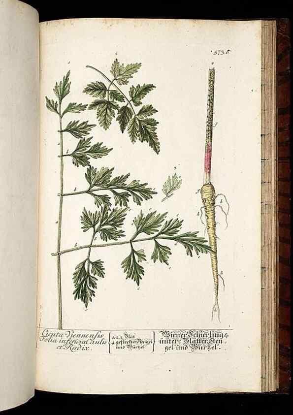 Reproducción/Reproduction 8430077226: Herbarium Blackwellianum emendatum et auctum, id est, Elisabethae Blackwell collectio stirpium. Norimbergae : Typis Io. Iosephi Fleischmanni, 1750-1773.