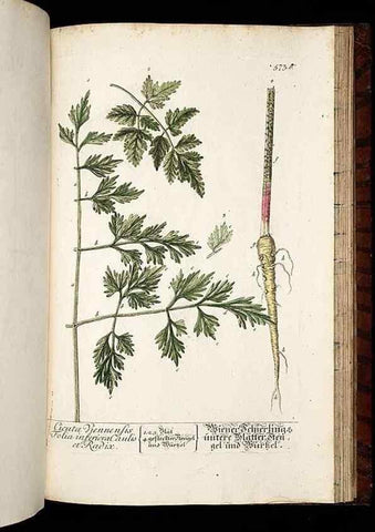 Reproducción/Reproduction 8430077226: Herbarium Blackwellianum emendatum et auctum, id est, Elisabethae Blackwell collectio stirpium. Norimbergae : Typis Io. Iosephi Fleischmanni, 1750-1773.