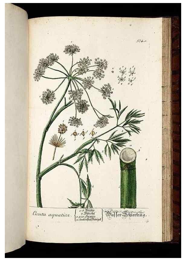 Reproducción/Reproduction 8430077556: Herbarium Blackwellianum emendatum et auctum, id est, Elisabethae Blackwell collectio stirpium. Norimbergae : Typis Io. Iosephi Fleischmanni, 1750-1773.