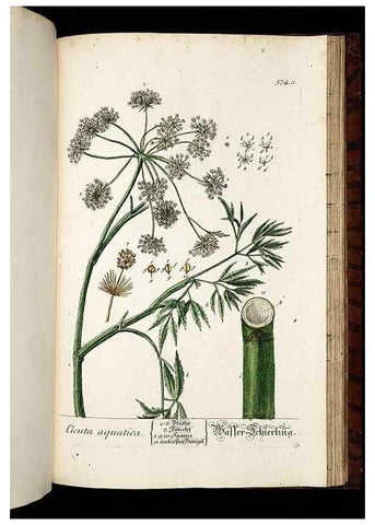Reproducción/Reproduction 8430077556: Herbarium Blackwellianum emendatum et auctum, id est, Elisabethae Blackwell collectio stirpium. Norimbergae : Typis Io. Iosephi Fleischmanni, 1750-1773.