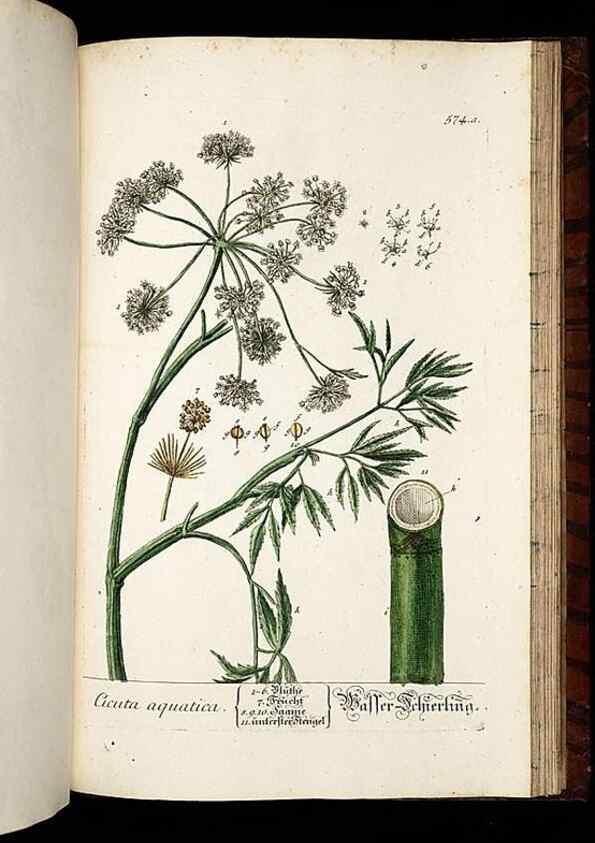 Reproducción/Reproduction 8430077556: Herbarium Blackwellianum emendatum et auctum, id est, Elisabethae Blackwell collectio stirpium. Norimbergae : Typis Io. Iosephi Fleischmanni, 1750-1773.