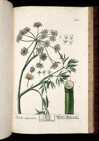 Reproducción/Reproduction 8430077556: Herbarium Blackwellianum emendatum et auctum, id est, Elisabethae Blackwell collectio stirpium. Norimbergae : Typis Io. Iosephi Fleischmanni, 1750-1773.