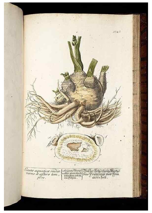 Reproducción/Reproduction 8430077768: Herbarium Blackwellianum emendatum et auctum, id est, Elisabethae Blackwell collectio stirpium. Norimbergae : Typis Io. Iosephi Fleischmanni, 1750-1773.