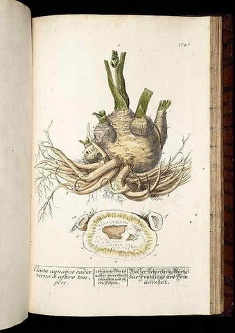 Reproducción/Reproduction 8430077768: Herbarium Blackwellianum emendatum et auctum, id est, Elisabethae Blackwell collectio stirpium. Norimbergae : Typis Io. Iosephi Fleischmanni, 1750-1773.