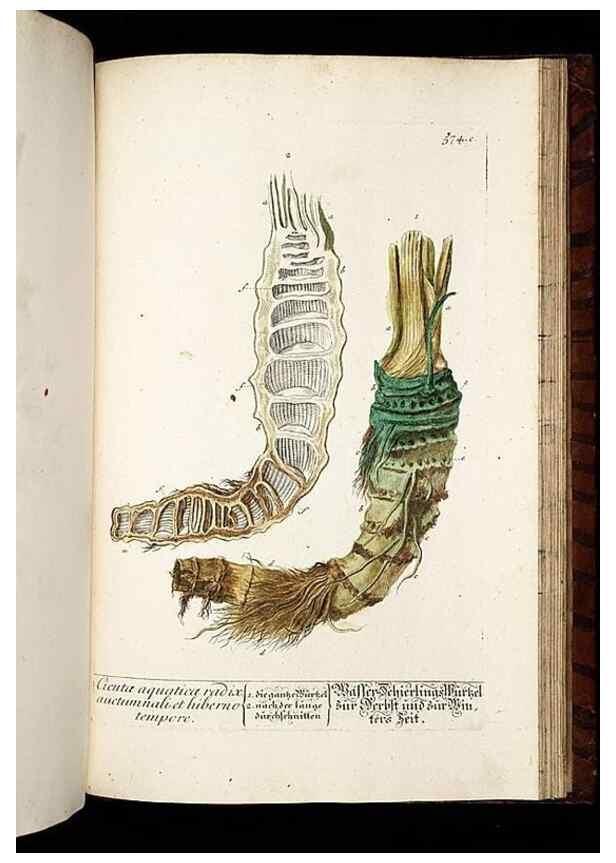 Reproducción/Reproduction 8430077984: Herbarium Blackwellianum emendatum et auctum, id est, Elisabethae Blackwell collectio stirpium. Norimbergae : Typis Io. Iosephi Fleischmanni, 1750-1773.