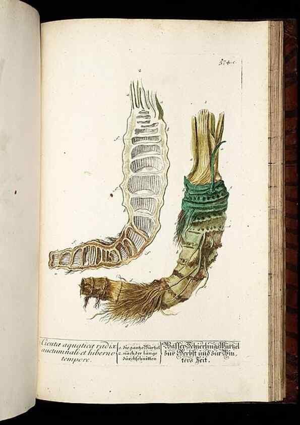 Reproducción/Reproduction 8430077984: Herbarium Blackwellianum emendatum et auctum, id est, Elisabethae Blackwell collectio stirpium. Norimbergae : Typis Io. Iosephi Fleischmanni, 1750-1773.