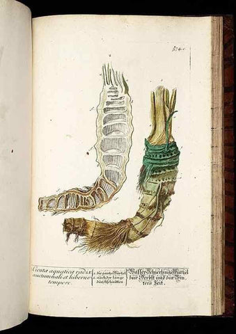 Reproducción/Reproduction 8430077984: Herbarium Blackwellianum emendatum et auctum, id est, Elisabethae Blackwell collectio stirpium. Norimbergae : Typis Io. Iosephi Fleischmanni, 1750-1773.