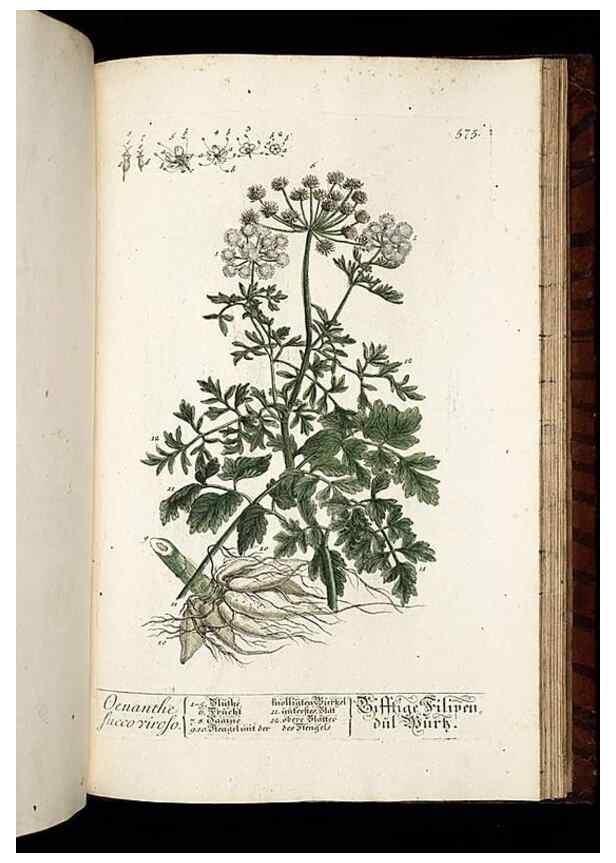 Reproducción/Reproduction 8428990151: Herbarium Blackwellianum emendatum et auctum, id est, Elisabethae Blackwell collectio stirpium. Norimbergae : Typis Io. Iosephi Fleischmanni, 1750-1773.