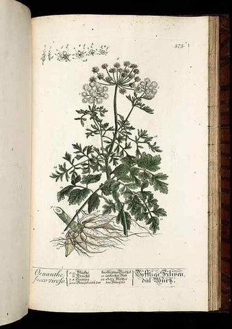 Reproducción/Reproduction 8428990151: Herbarium Blackwellianum emendatum et auctum, id est, Elisabethae Blackwell collectio stirpium. Norimbergae : Typis Io. Iosephi Fleischmanni, 1750-1773.