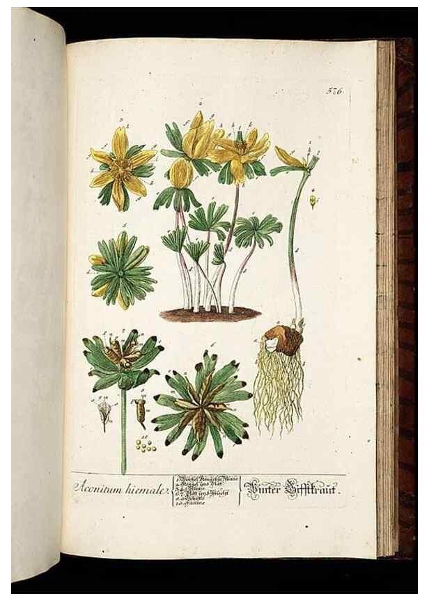 Reproducción/Reproduction 8428990371: Herbarium Blackwellianum emendatum et auctum, id est, Elisabethae Blackwell collectio stirpium. Norimbergae : Typis Io. Iosephi Fleischmanni, 1750-1773.