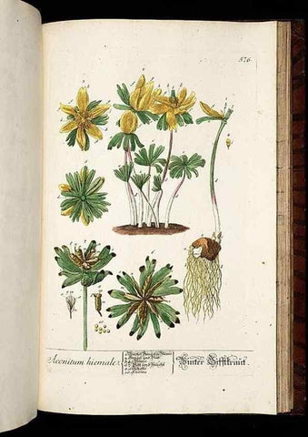 Reproducción/Reproduction 8428990371: Herbarium Blackwellianum emendatum et auctum, id est, Elisabethae Blackwell collectio stirpium. Norimbergae : Typis Io. Iosephi Fleischmanni, 1750-1773.