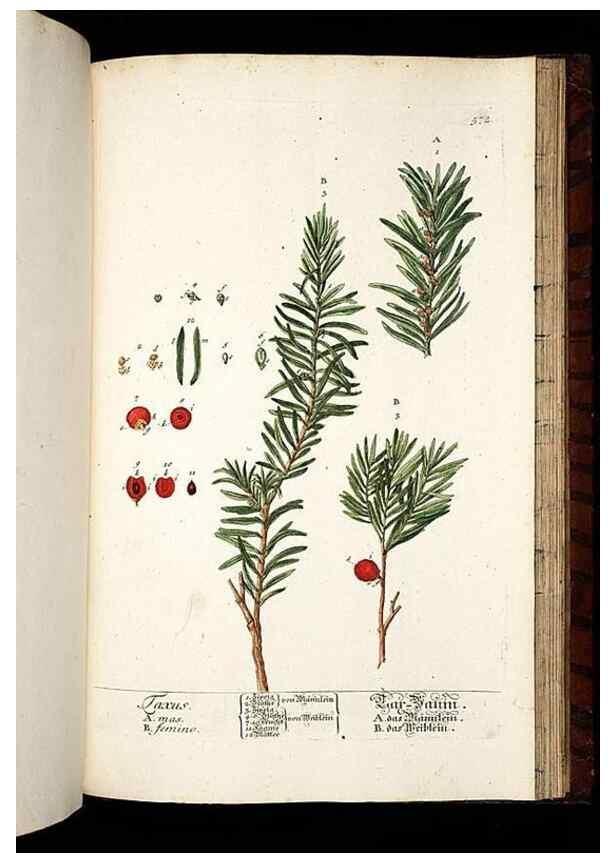 Reproducción/Reproduction 8428988833: Herbarium Blackwellianum emendatum et auctum, id est, Elisabethae Blackwell collectio stirpium. Norimbergae : Typis Io. Iosephi Fleischmanni, 1750-1773.