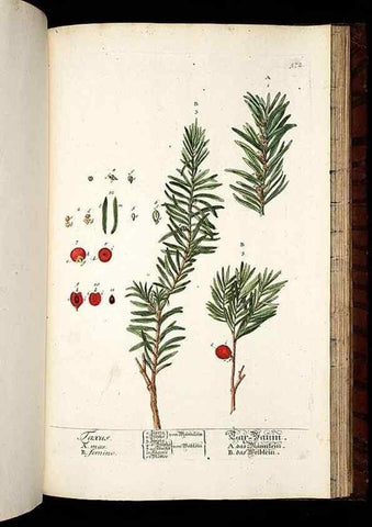 Reproducción/Reproduction 8428988833: Herbarium Blackwellianum emendatum et auctum, id est, Elisabethae Blackwell collectio stirpium. Norimbergae : Typis Io. Iosephi Fleischmanni, 1750-1773.