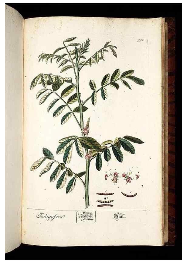 Reproducción/Reproduction 8430082302: Herbarium Blackwellianum emendatum et auctum, id est, Elisabethae Blackwell collectio stirpium. Norimbergae : Typis Io. Iosephi Fleischmanni, 1750-1773.