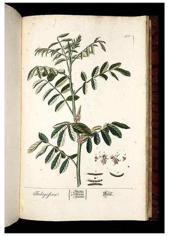 Reproducción/Reproduction 8430082302: Herbarium Blackwellianum emendatum et auctum, id est, Elisabethae Blackwell collectio stirpium. Norimbergae : Typis Io. Iosephi Fleischmanni, 1750-1773.