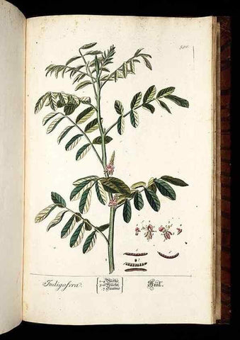 Reproducción/Reproduction 8430082302: Herbarium Blackwellianum emendatum et auctum, id est, Elisabethae Blackwell collectio stirpium. Norimbergae : Typis Io. Iosephi Fleischmanni, 1750-1773.
