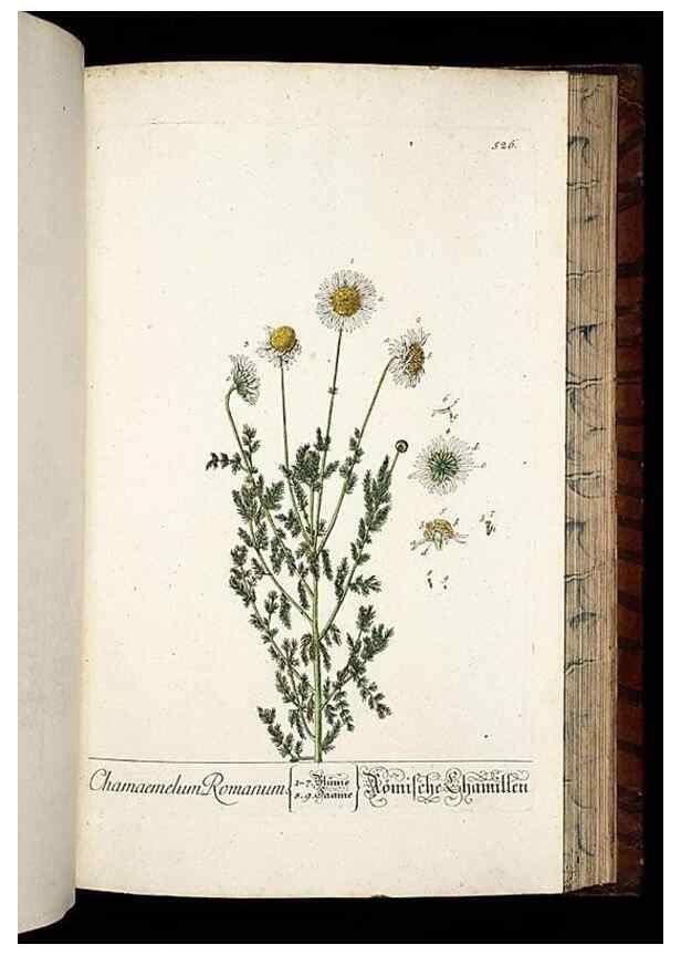 Reproducción/Reproduction 8430066990: Herbarium Blackwellianum emendatum et auctum, id est, Elisabethae Blackwell collectio stirpium. Norimbergae : Typis Io. Iosephi Fleischmanni, 1750-1773.