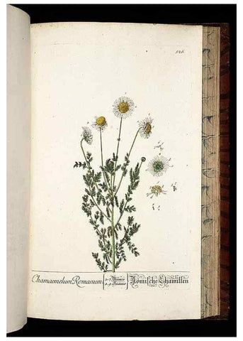 Reproducción/Reproduction 8430066990: Herbarium Blackwellianum emendatum et auctum, id est, Elisabethae Blackwell collectio stirpium. Norimbergae : Typis Io. Iosephi Fleischmanni, 1750-1773.