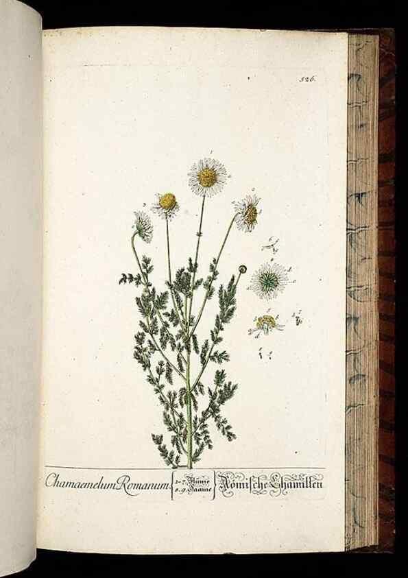 Reproducción/Reproduction 8430066990: Herbarium Blackwellianum emendatum et auctum, id est, Elisabethae Blackwell collectio stirpium. Norimbergae : Typis Io. Iosephi Fleischmanni, 1750-1773.