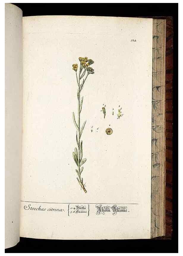 Reproducción/Reproduction 8430066556: Herbarium Blackwellianum emendatum et auctum, id est, Elisabethae Blackwell collectio stirpium. Norimbergae : Typis Io. Iosephi Fleischmanni, 1750-1773.