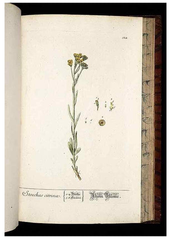 Reproducción/Reproduction 8430066556: Herbarium Blackwellianum emendatum et auctum, id est, Elisabethae Blackwell collectio stirpium. Norimbergae : Typis Io. Iosephi Fleischmanni, 1750-1773.
