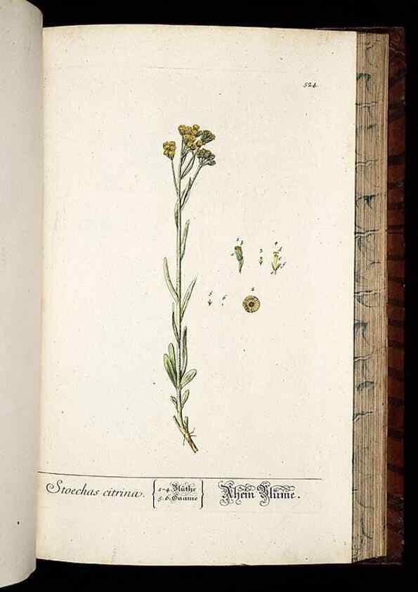 Reproducción/Reproduction 8430066556: Herbarium Blackwellianum emendatum et auctum, id est, Elisabethae Blackwell collectio stirpium. Norimbergae : Typis Io. Iosephi Fleischmanni, 1750-1773.