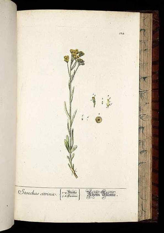 Reproducción/Reproduction 8430066556: Herbarium Blackwellianum emendatum et auctum, id est, Elisabethae Blackwell collectio stirpium. Norimbergae : Typis Io. Iosephi Fleischmanni, 1750-1773.