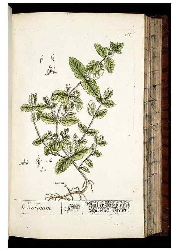 Reproducción/Reproduction 8428967421: Herbarium Blackwellianum emendatum et auctum, id est, Elisabethae Blackwell collectio stirpium. Norimbergae : Typis Io. Iosephi Fleischmanni, 1750-1773.