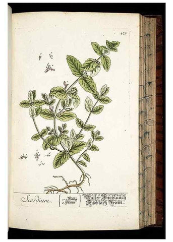 Reproducción/Reproduction 8428967421: Herbarium Blackwellianum emendatum et auctum, id est, Elisabethae Blackwell collectio stirpium. Norimbergae : Typis Io. Iosephi Fleischmanni, 1750-1773.