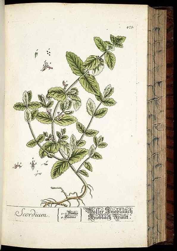 Reproducción/Reproduction 8428967421: Herbarium Blackwellianum emendatum et auctum, id est, Elisabethae Blackwell collectio stirpium. Norimbergae : Typis Io. Iosephi Fleischmanni, 1750-1773.
