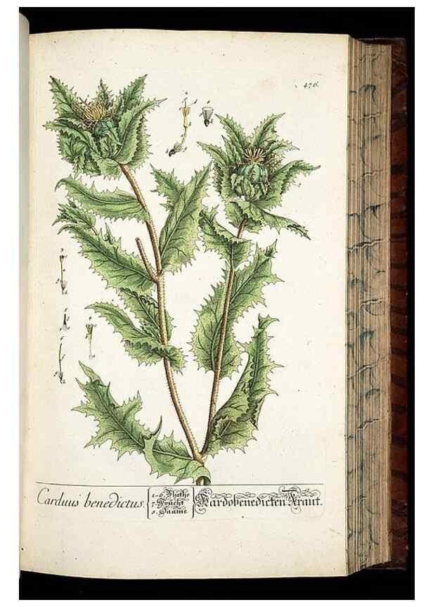 Reproducción/Reproduction 8428967585: Herbarium Blackwellianum emendatum et auctum, id est, Elisabethae Blackwell collectio stirpium. Norimbergae : Typis Io. Iosephi Fleischmanni, 1750-1773.