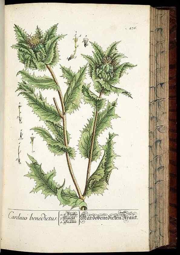 Reproducción/Reproduction 8428967585: Herbarium Blackwellianum emendatum et auctum, id est, Elisabethae Blackwell collectio stirpium. Norimbergae : Typis Io. Iosephi Fleischmanni, 1750-1773.