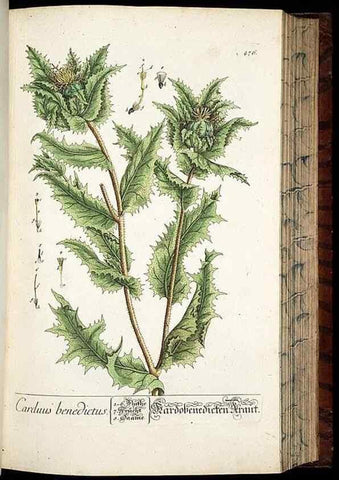 Reproducción/Reproduction 8428967585: Herbarium Blackwellianum emendatum et auctum, id est, Elisabethae Blackwell collectio stirpium. Norimbergae : Typis Io. Iosephi Fleischmanni, 1750-1773.