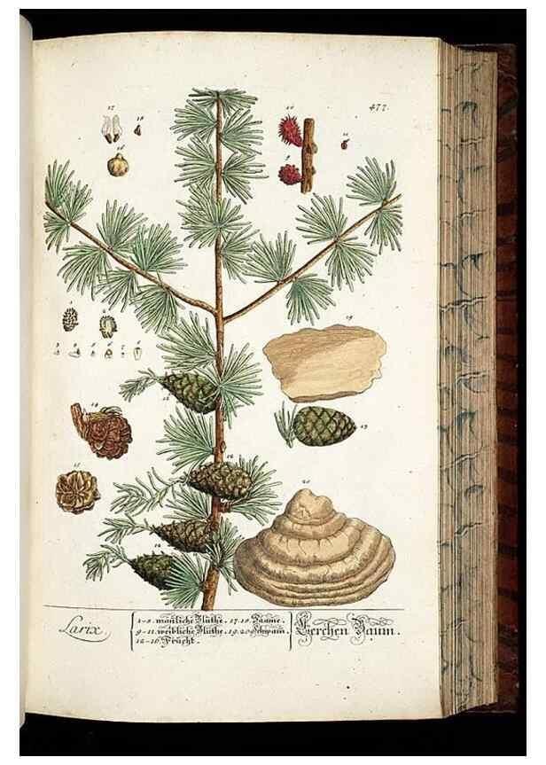 Reproducción/Reproduction 8430056160: Herbarium Blackwellianum emendatum et auctum, id est, Elisabethae Blackwell collectio stirpium. Norimbergae : Typis Io. Iosephi Fleischmanni, 1750-1773.
