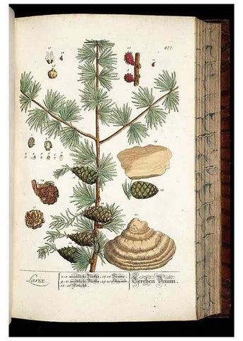 Reproducción/Reproduction 8430056160: Herbarium Blackwellianum emendatum et auctum, id est, Elisabethae Blackwell collectio stirpium. Norimbergae : Typis Io. Iosephi Fleischmanni, 1750-1773.