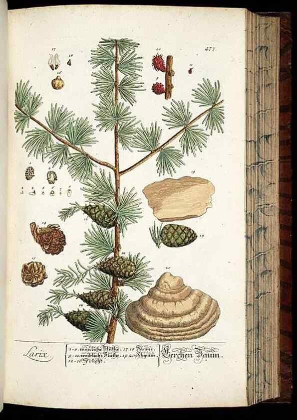 Reproducción/Reproduction 8430056160: Herbarium Blackwellianum emendatum et auctum, id est, Elisabethae Blackwell collectio stirpium. Norimbergae : Typis Io. Iosephi Fleischmanni, 1750-1773.