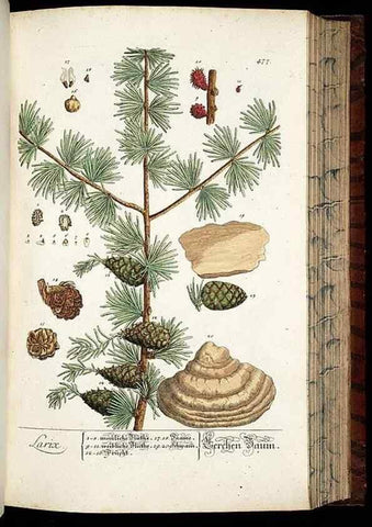 Reproducción/Reproduction 8430056160: Herbarium Blackwellianum emendatum et auctum, id est, Elisabethae Blackwell collectio stirpium. Norimbergae : Typis Io. Iosephi Fleischmanni, 1750-1773.